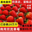 云南草莓新鮮烘焙奶茶蛋糕商用當季 包郵 孕婦水果5斤奶油牛奶草莓