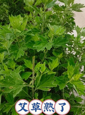 湖北新鲜野生艾草艾叶新鲜采摘蕲艾湖北艾绒草清明艾草叶无杆艾草