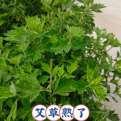 湖北新鲜野生艾草艾叶新鲜采摘蕲艾湖北艾绒草清明艾草叶无杆艾草