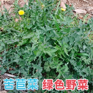 苦苣菜野生续断菊 刺菜 恶鸡婆 苦荬菜 苣菜 猴屁眼新鲜野菜凉拌