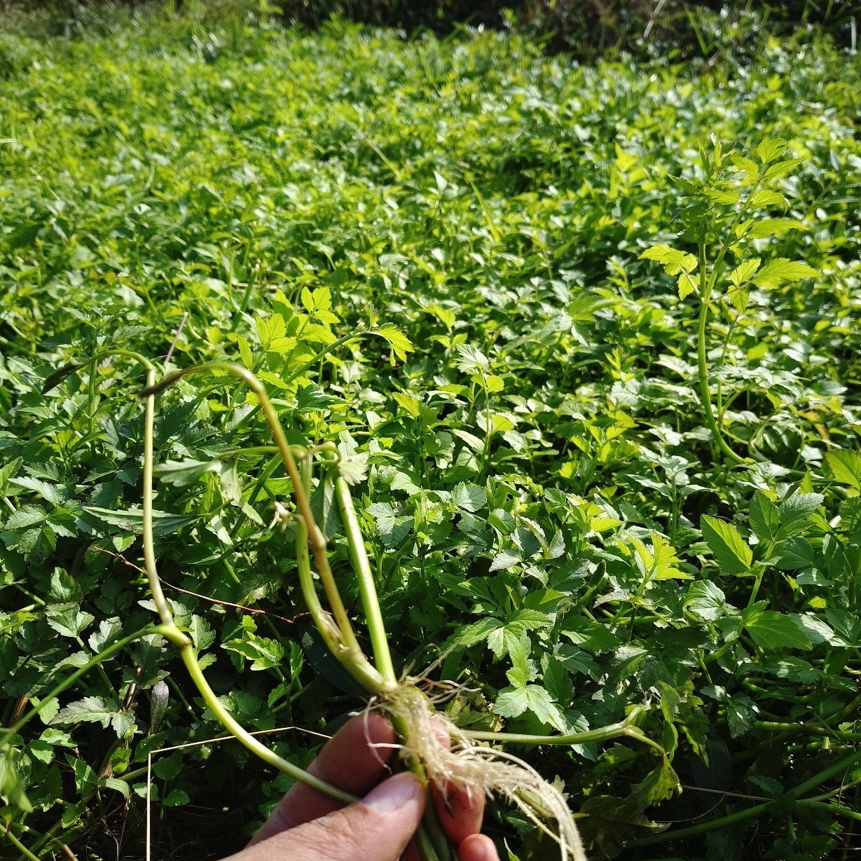 野生水芹菜苗 带根 水芹菜苗种籽 四季菜水培食用蔬菜净水质盆栽