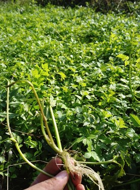 野生水芹菜苗 带根 水芹菜苗种籽 四季菜水培食用蔬菜净水质盆栽