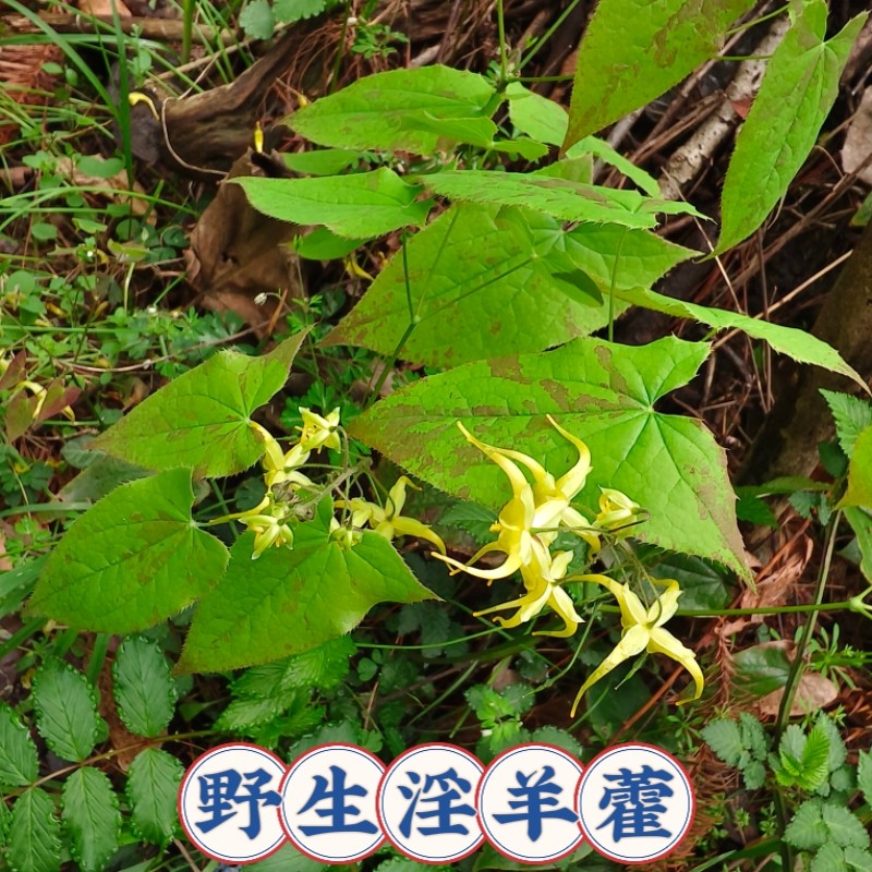 湖北淫羊藿种苗野生三枝九叶草淫羊藿四季常青盆栽男人加油站绿植