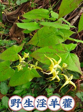 湖北淫羊藿种苗野生三枝九叶草淫羊藿四季常青盆栽男人加油站绿植