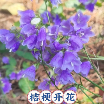 湖北野桔梗苗新鲜现挖中药材苗泡参鸡腿参桔梗中草药苗多年生草本