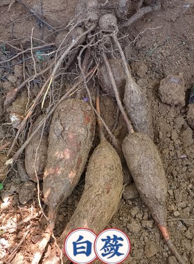 白蔹苗新鲜山地瓜见肿消纯天然野红薯中药材苗白蔹药食两用猫儿卵