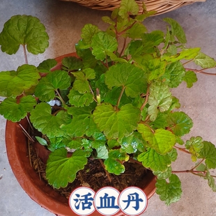活血丹盆栽遍地香地钱儿钹儿草新鲜透骨消透骨风过墙风连钱草盆栽