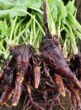 新鲜土大黄根土大黄干品牛耳叶羊蹄叶天然现采野菠菜