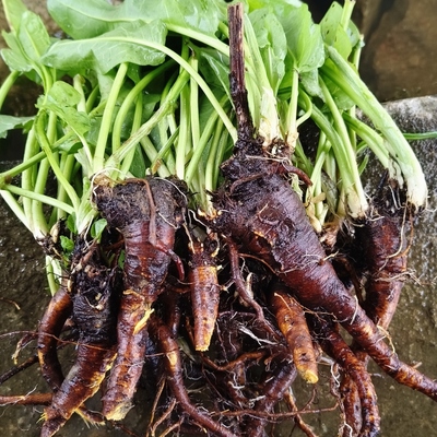 新鲜土大黄根土大黄干品牛耳叶羊蹄叶天然现采野菠菜