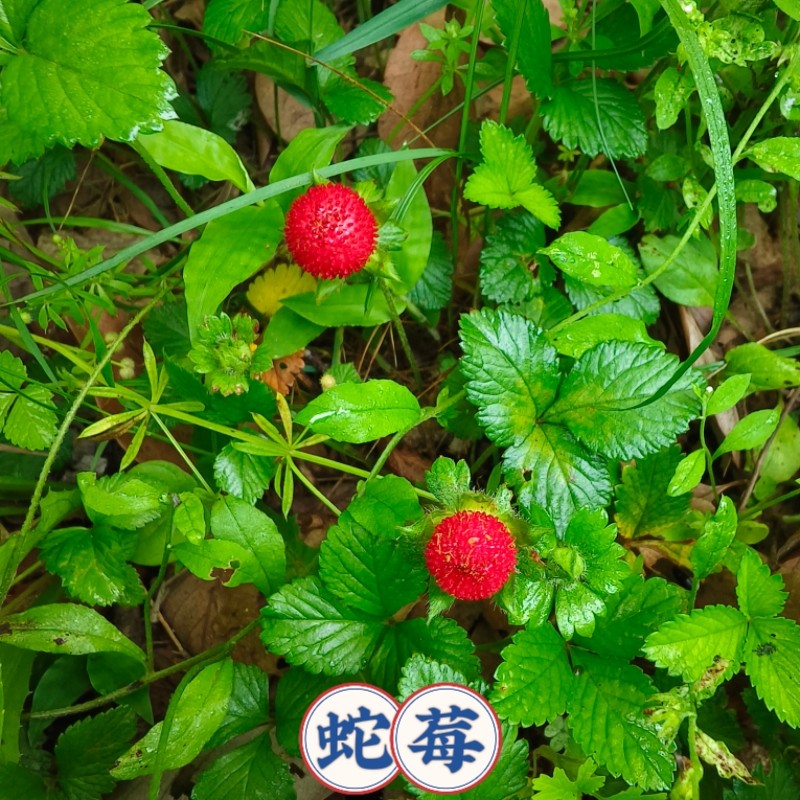 新鲜蛇莓苗现采蛇泡草种苗龙吐珠三爪风老蛇泡野草莓苗龙球草现挖
