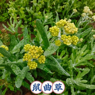 鼠曲草新鲜现摘野生整棵现挖清明草粑粑草鼠壳野菜佛耳绒艾果青团