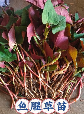 鱼腥草种苗折耳根种苗新鲜食用可盆栽四季种植种根湖北野生鱼腥草