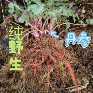 野生丹参紫丹参新鲜纯丹参煮水喝血生根血参根整颗山里天然现挖