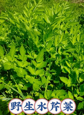 野生水芹菜新鲜现挖水芹湖北野生应季野菜天然绿色美味野菜水芹菜