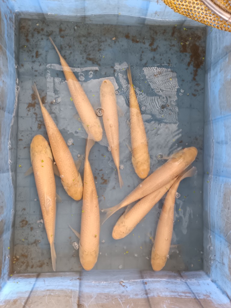 赤目黄金草鱼,红眼金丝皖,俄罗斯金丝皖鱼,红眼金草鱼