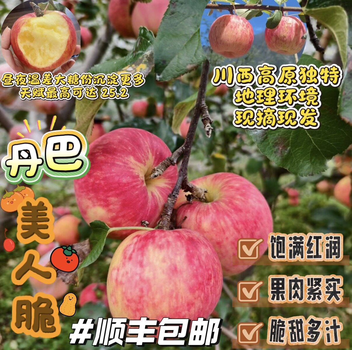 甘孜丹巴美人脆苹果高山种植现摘苹果