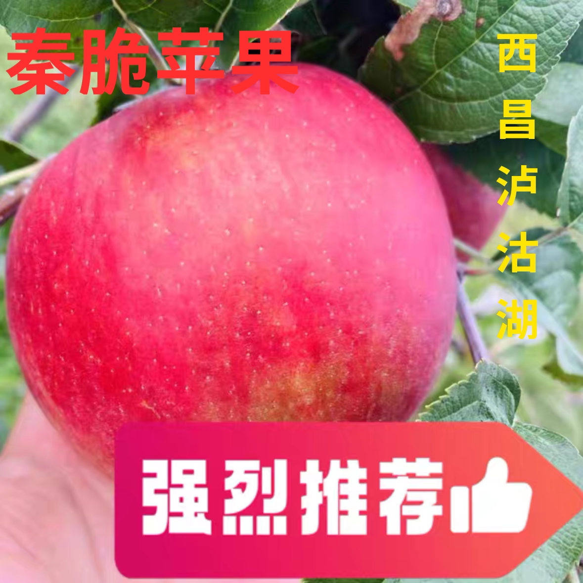 正宗秦脆苹果女儿脆美人脆 2026应季甜脆新鲜水果泸沽湖果园直发
