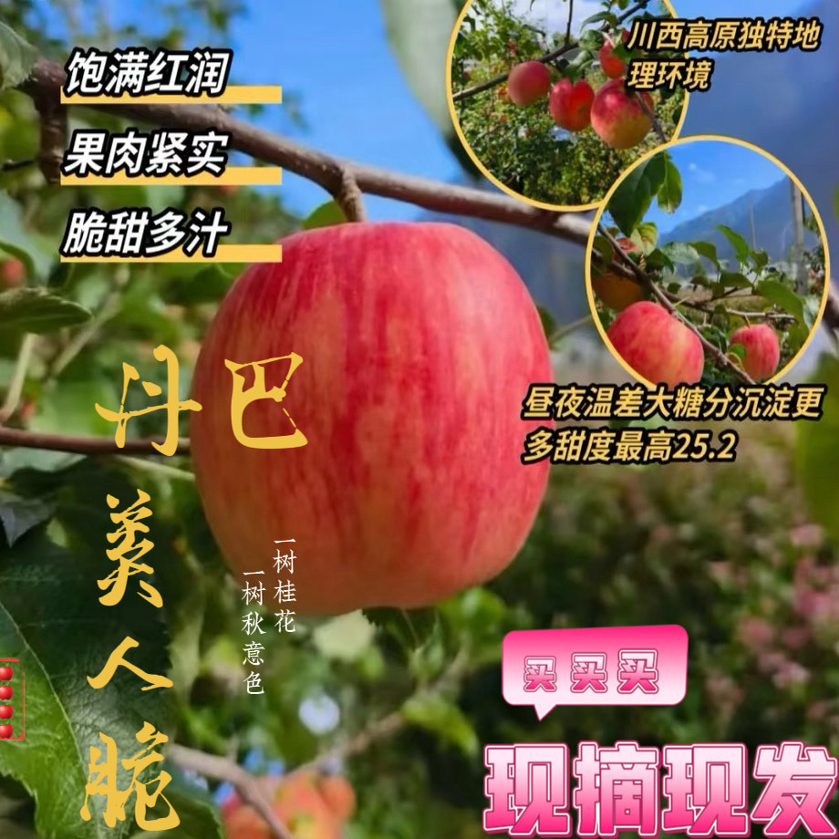 正宗丹巴美人脆苹果自然成熟现摘苹果