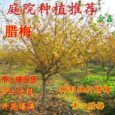 庭院绿化冬季浓香型腊梅花梅花