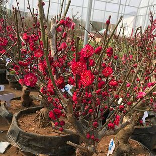 红梅盆景梅花老桩树苗植物室内浓香型花卉庭院四季梅花盆栽带花苞