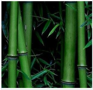 竹子苗 出售竹苗 清水淡竹 青竹苗 紫竹 金镶玉竹 罗汉竹