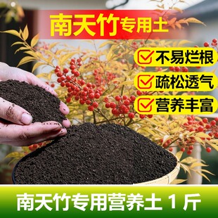 南天竹专用土料盆栽营养土叶焦边干枯叶斑尖枯黄叶子下垂种植家用