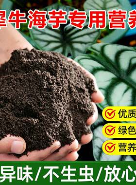 龙鳞大仙女白犀牛专用土料绿天鹅绒海芋营养土喷剂花盆栽种植家用