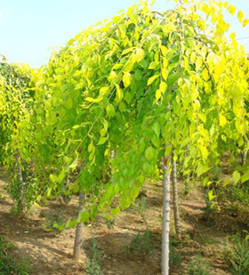 金叶榆树苗 榆钱叶 黄金榆枝叶金黄色4-6公分