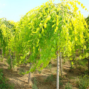 金叶榆树苗 榆钱叶 黄金榆枝叶金黄色4-6公分