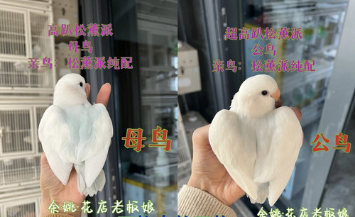 家庭精养手养亲人牡丹鹦鹉，松石系列专业玩家