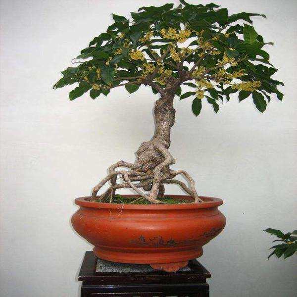 桂花树苗提根盆景老桩金桂丹桂日香桂馥桂地栽盆栽苗当年开花