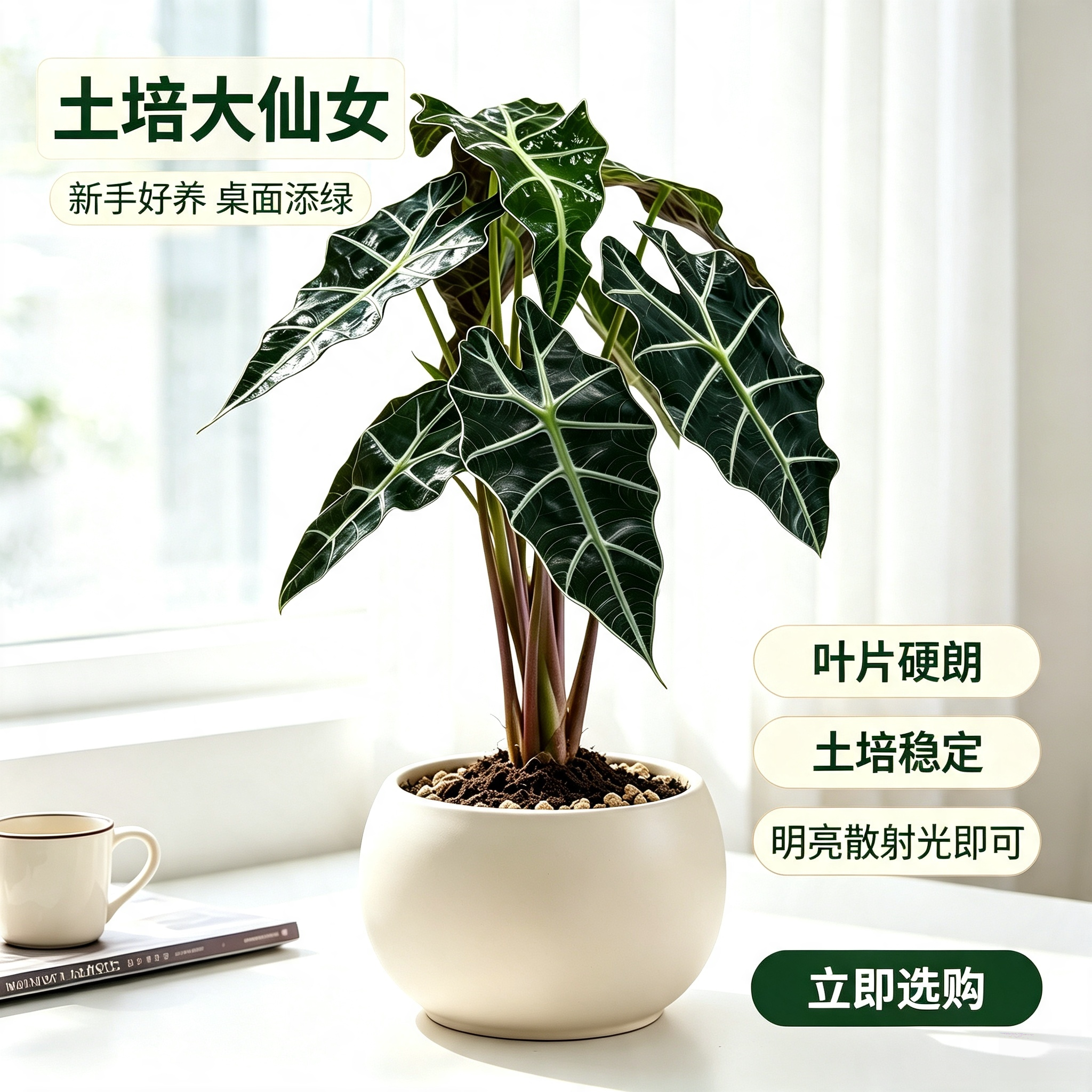 研花匠大仙女海芋土培好养盆栽图片