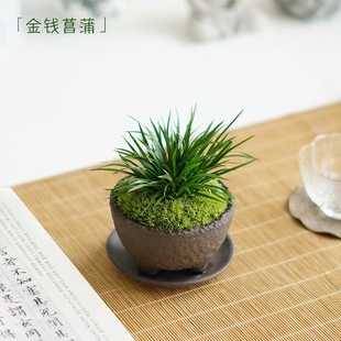 饰植物花草微景观鱼缸摆件姬虎须绿植 金钱菖蒲盆景造景水培附石装