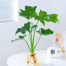 春羽蔓绿绒水培植物室内好养活绿植盆栽办公桌面懒人水养净化空气