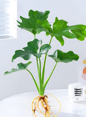 春羽蔓绿绒水培植物室内好养活绿植盆栽办公桌面懒人水养净化空气