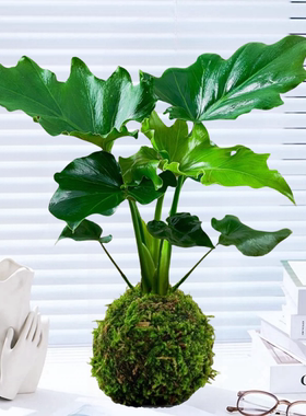 水培春羽苔藓球植物托盘室内办公桌四季好养活喜阴绿植造景小天使