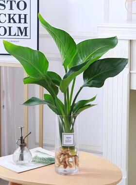 天堂鸟水培植物鹤望兰盆栽大型绿植室内花卉水养四季常青净化空气