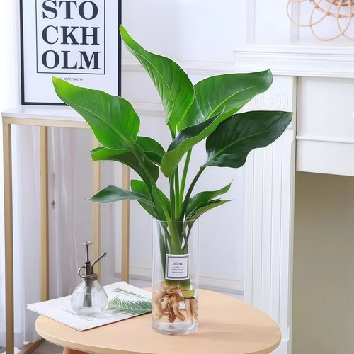 天堂鸟室内净化空气水培植物好养