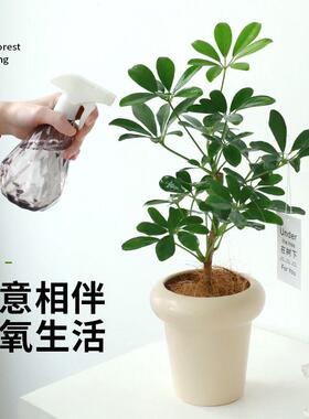 八方来财鸭脚木盆栽室内好养活鹅掌柴桌面绿植花卉办公室四季常青