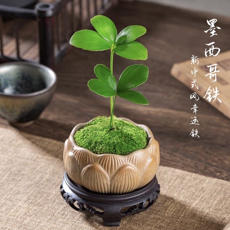 墨西哥铁树四叶幸运草小盆栽绿植室内办公桌懒人植物迷你罗汉松花