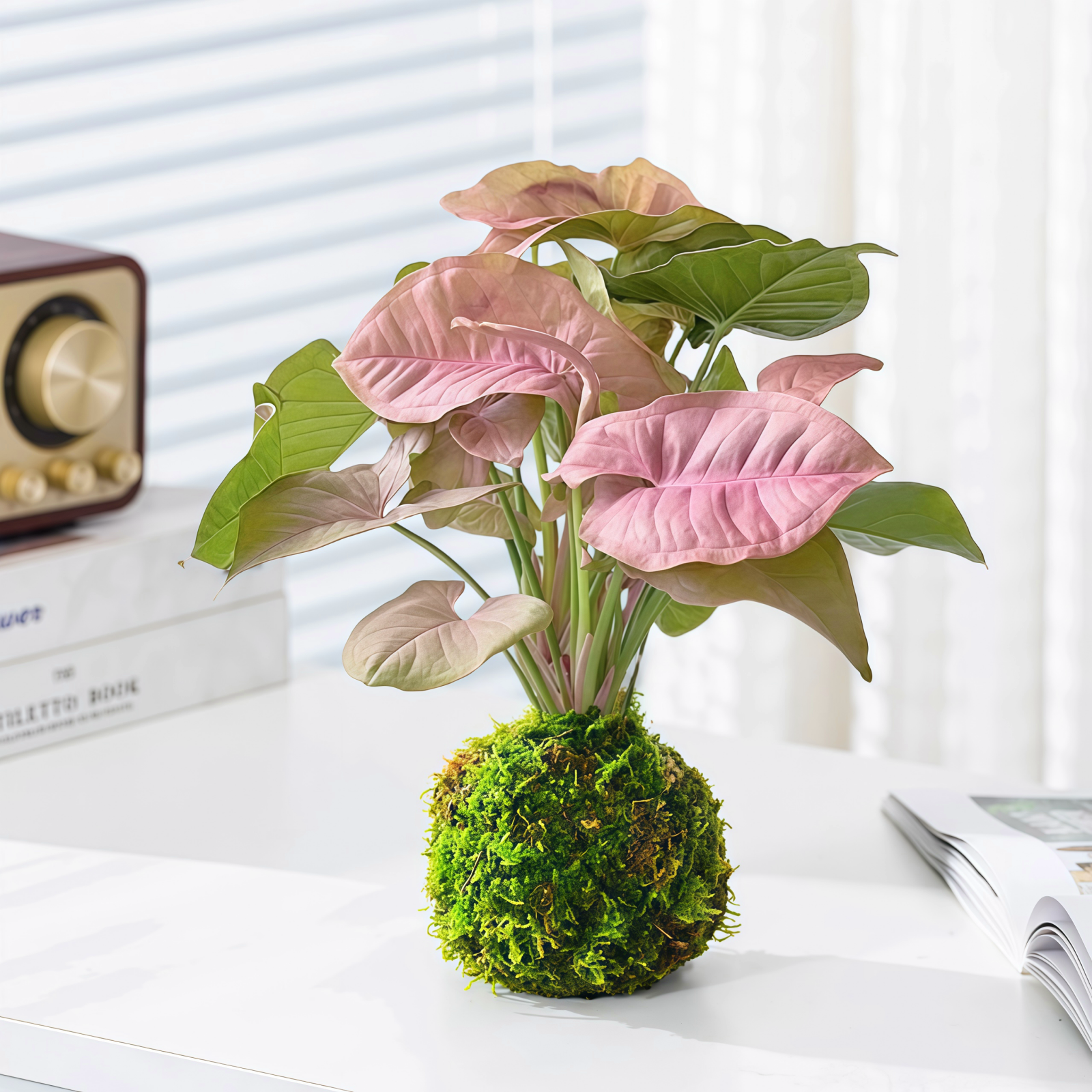 苔藓球合果芋懒人好养水培植物