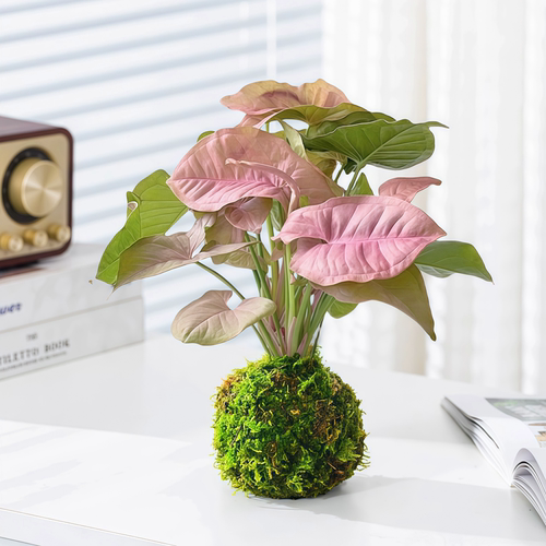 苔藓球合果芋懒人好养水培植物