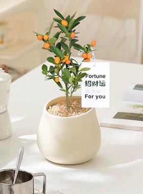 小金豆盆栽盆景福豆绿植年宵花带果树苗中式茶桌摆件禅意室内好养