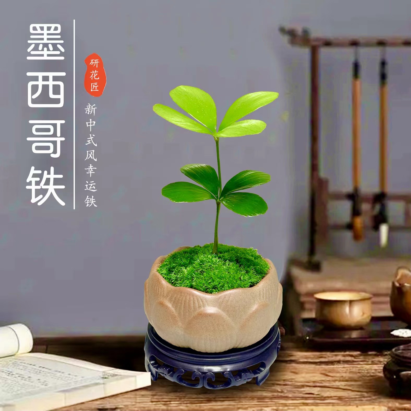 墨西哥铁树四叶幸运草室内办公桌绿植小盆栽古风盆景迷你懒人植物-封面