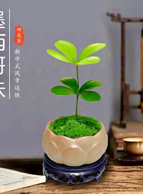 墨西哥铁树四叶幸运草室内办公桌绿植小盆栽古风盆景迷你懒人植物