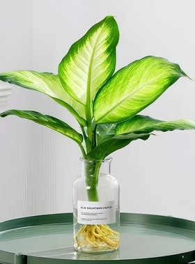 黄金玛丽安水培植物粉黛万年青盆栽懒人绿植室内桌面净化空气好养