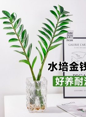 水培植物金钱树绿植盆栽办公室内桌面四季好养招财摇钱树钱串子