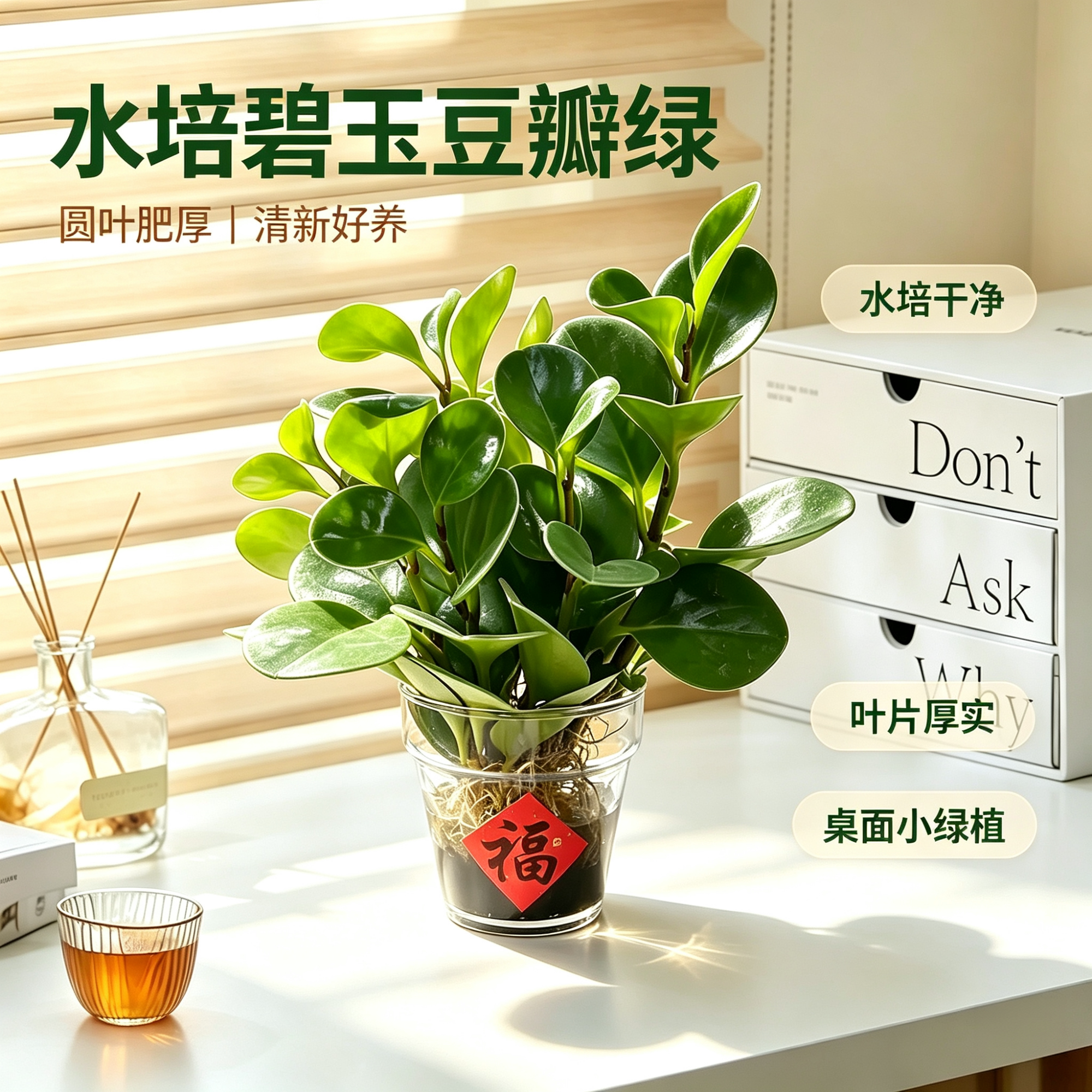 水培碧玉豆瓣绿室内净化空气植物图片