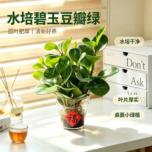 水培碧玉豆瓣绿室内净化空气植物