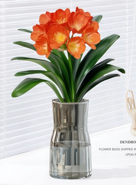 君子兰水培植物室内好养活盆栽办公桌面懒人花卉四季常青喜阴绿植